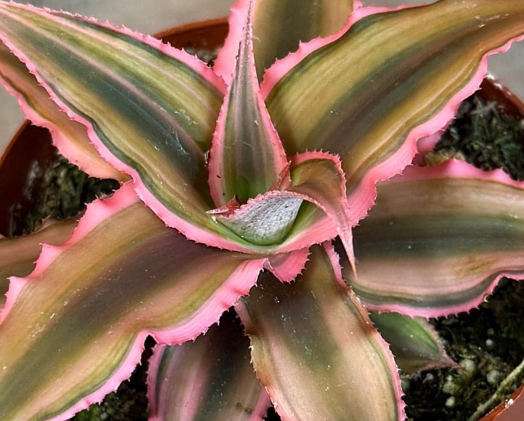 Pink Earth Star (Cryptanthus), 2-inch Plant — product image 5
