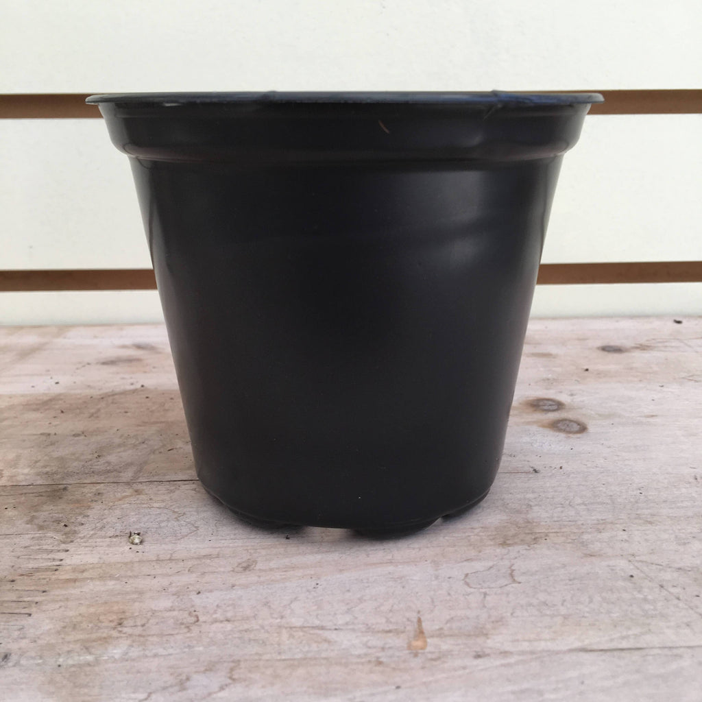 Black 4-inch plastic growing pot viewed from the side